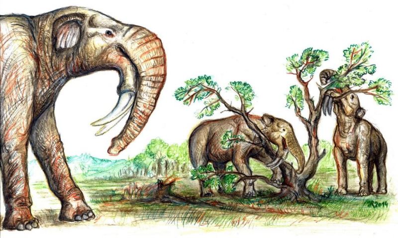 Deinotherium, Gajah Bergading Cangkul