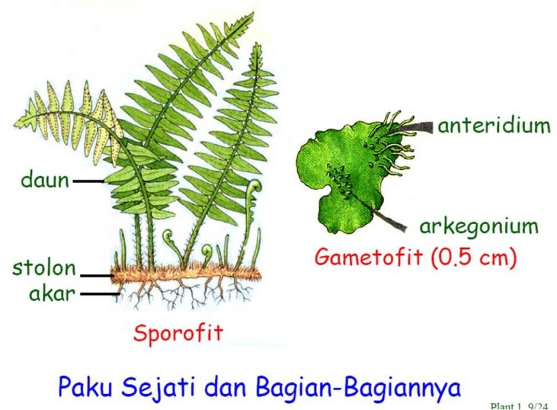 Tumbuhan Paku  Ciri ciri Siklus Hidup Klasifikasi  Gambar